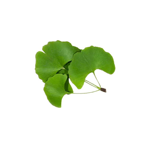 Ginkgo Biloba